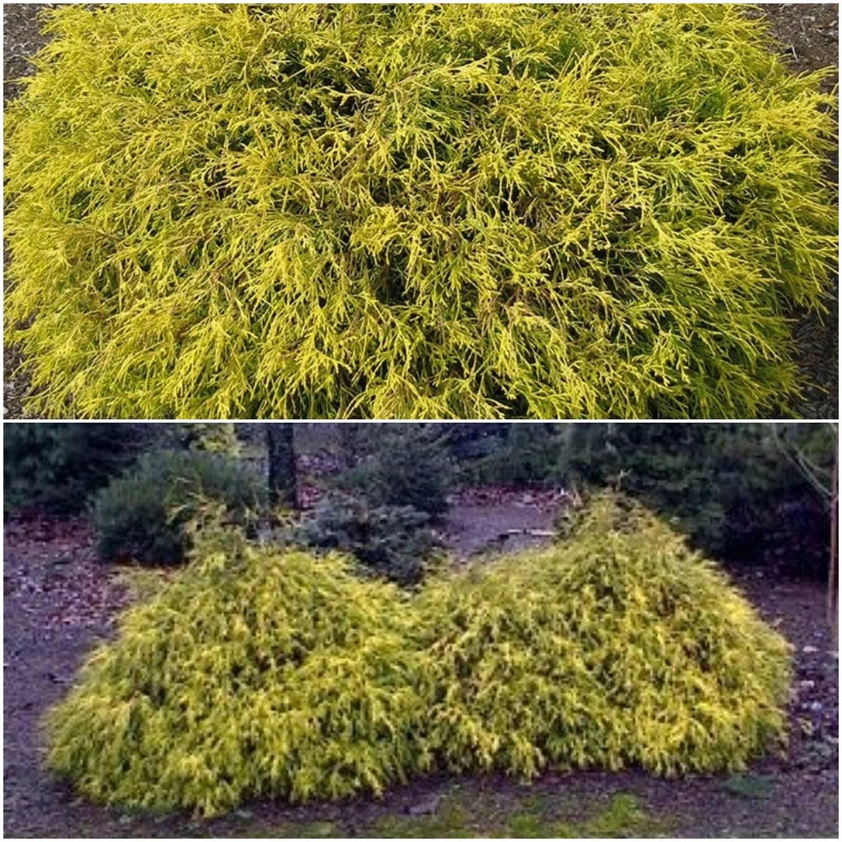 Golden Mop False Cypress Live Plant 6+ Inches Evergreen Shrub Chamaecyparis pisifera ‘Golden Mop’ for Garden Landscaping