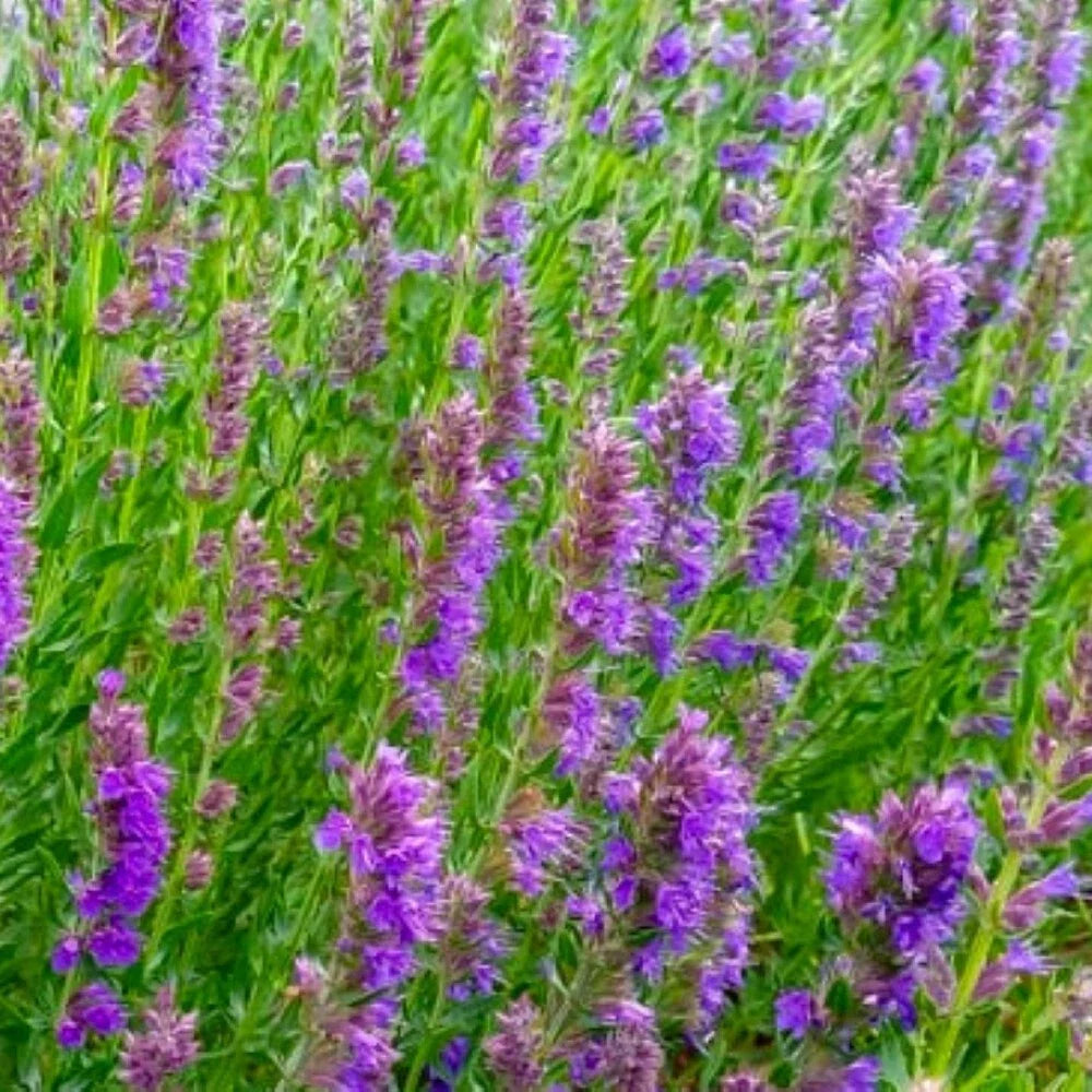 Hyssop Seeds | Heirloom NON-GMO Flower Seeds | Aromatic Hyssopus officinalis | Pollinator-Friendly Garden Seeds