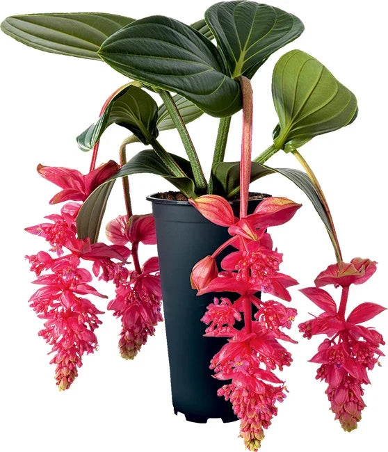 Royal Intenz Medinilla Plant Starter – Rare Live Well Rooted Indoor Houseplant – Medinilla magnifica with Pink Flowers and Lush Foliage