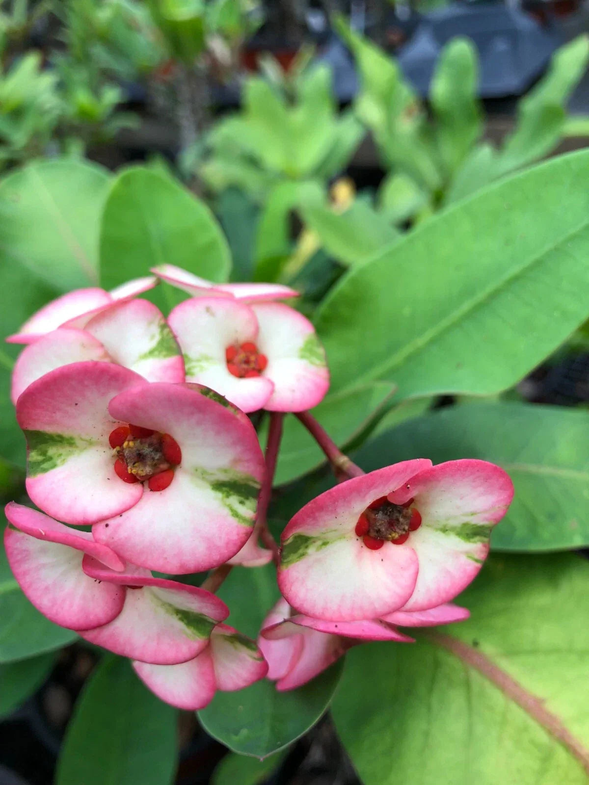 Thai Hybrid Crown of Thorns Lullabye Rooted Cutting – Variegated Euphorbia milii Succulent Plant for Indoor Garden