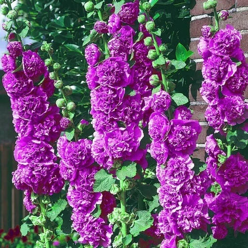 Double Violet Hollyhock Seeds - 25 Perennial Flower Seeds for Borders & Cottage Gardens - Alcea rosea