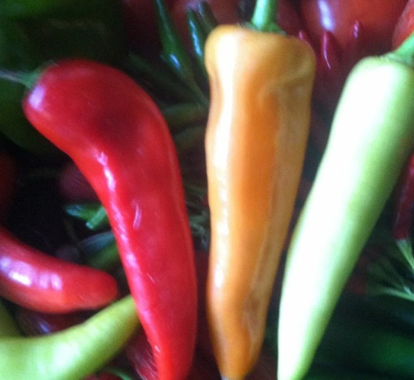 Sweet Banana Pepper Seeds - Non-GMO Capsicum annuum, 100+ Seeds for Home Gardening, Mild Hot Pepper, Easy to Grow, Container & Garden Bed