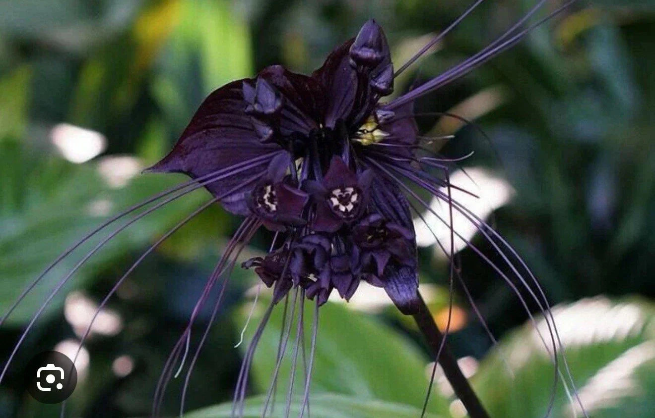 Black Bat Flower Plant - Small Rooted Starter - Tacca chantrieri - Unique Black Lily, Exotic Bat-Shaped Blooms, Indoor or Garden Plant