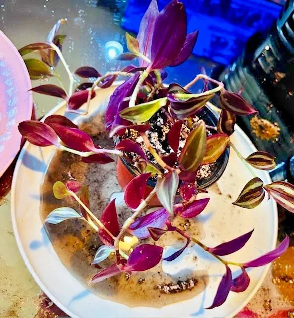 Tradescantia Zebrina Plant - Indoor Houseplant with Striped Purple & Green Foliage - Easy Care Decorative Plant