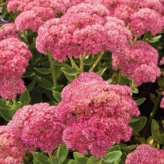 Sedum Autumn Joy Bare Root Live Plants - Pink Blooms, Drought-Tolerant Perennial Succulent, Sedum herbstfreude for Gardens and Borders