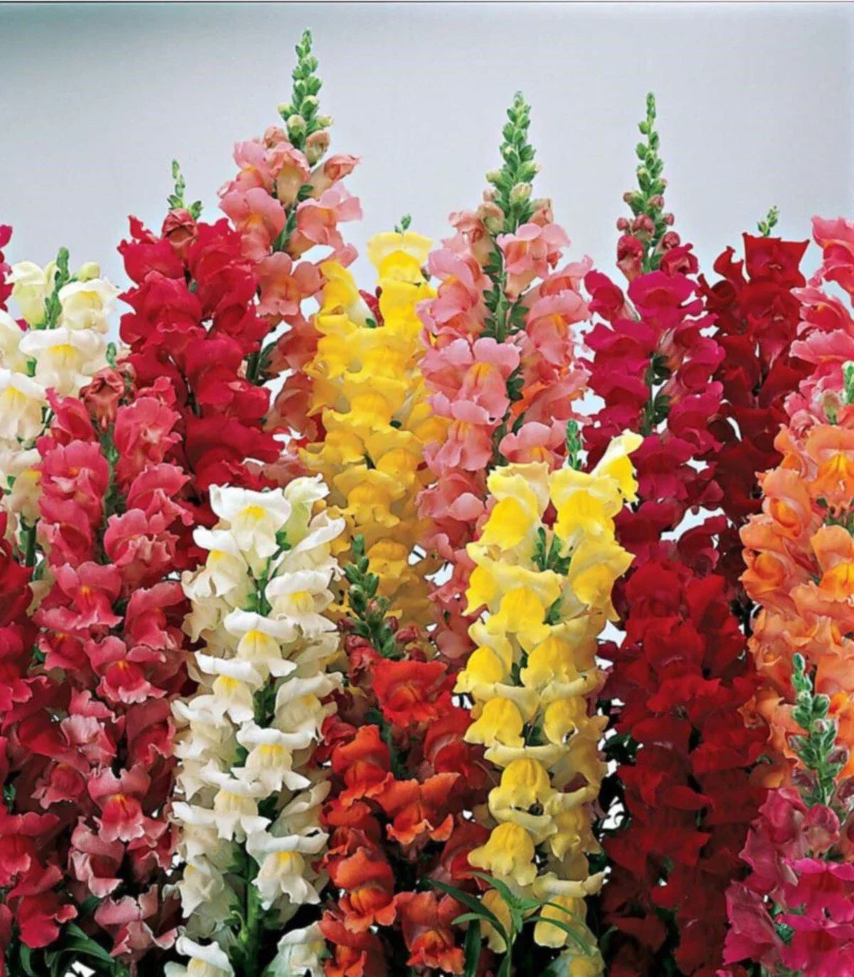 Snapdragon Seeds MAXIMUM Mix - Over 250 Bright Colors Antirrhinum majus Flower Seeds for Garden, Borders & Pollinator Attracting