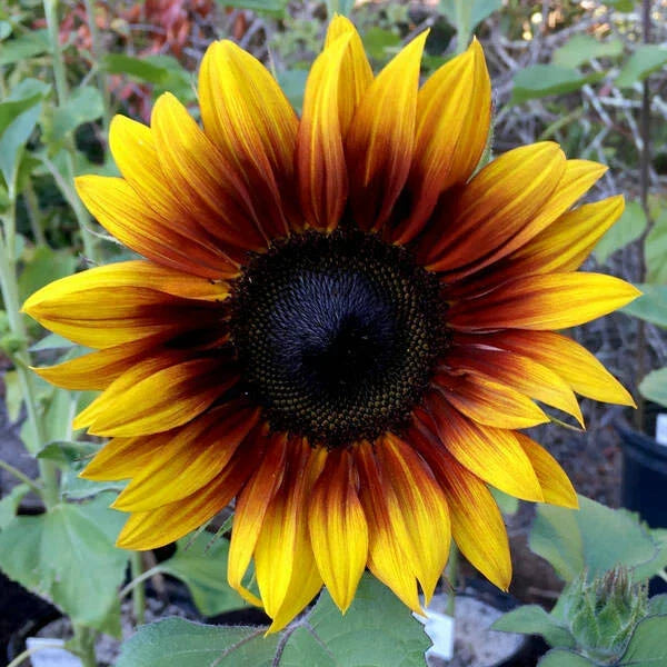 Firecracker Sunflower Seeds - 25 Perennial Bright Yellow Blooms Helianthus annuus for Garden Beds & Borders