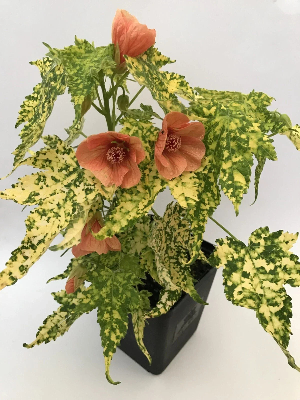 Thompsonii Variegated Peach Abutilon Flowering Maple Small Rooted Starter Plant for Indoor Gardens