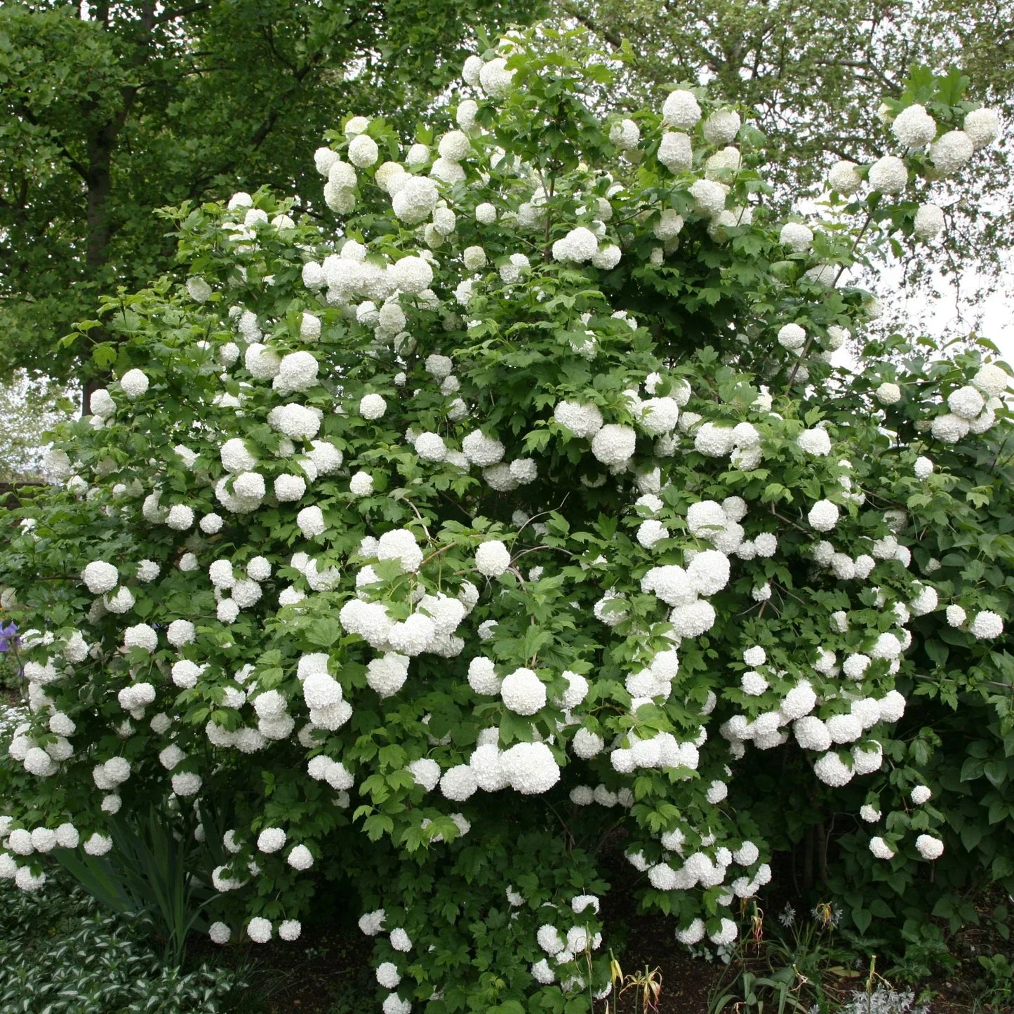 Viburnum opulus Roseum Rooted Cuttings - 5 High-Quality Plugs for Garden, White Flowers, Deciduous Shrub, Landscape, Hedging