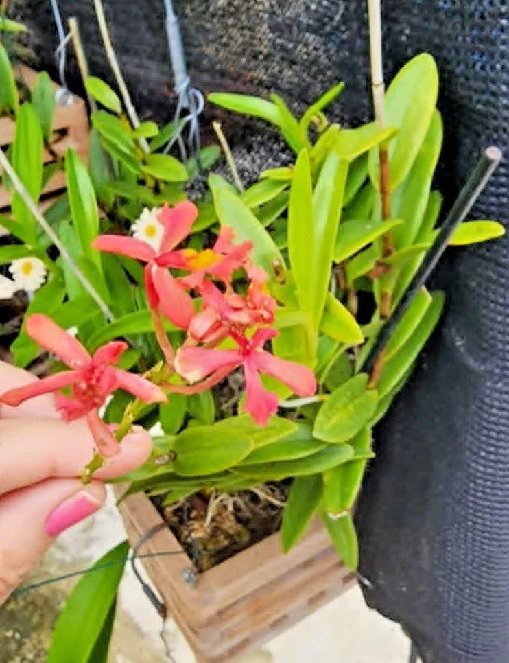 Rooted Orchid Cutting - Pink Epidendrum radicans Houseplant for Full Sun Indoor Growing