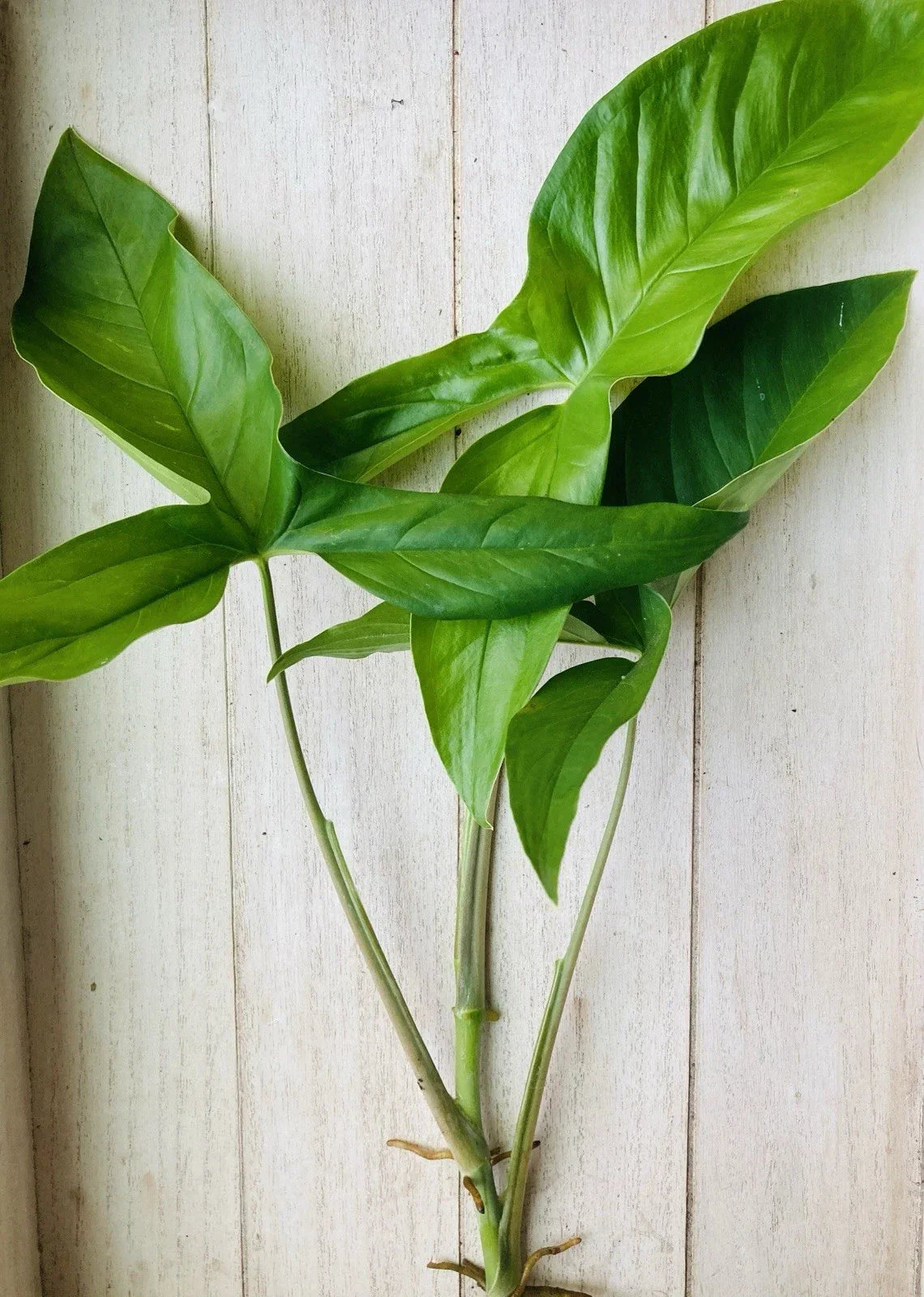 Rooted Arrowhead Plant Cuttings 15 Pack | Syngonium podophyllum | Lush Indoor Foliage | Easy Care Houseplant