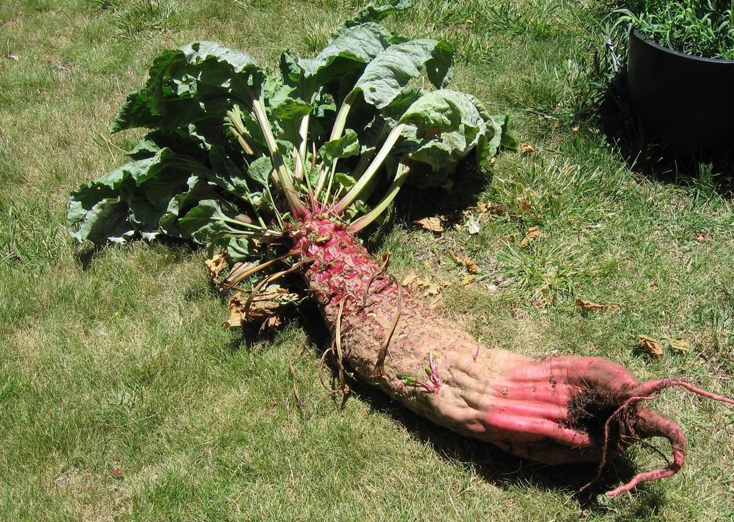 Mammoth Red Mangle Beet Seeds - Heirloom Non-GMO Beta vulgaris for Giant Beets Up to 25 Pounds - Pack of 25-3200 Seeds