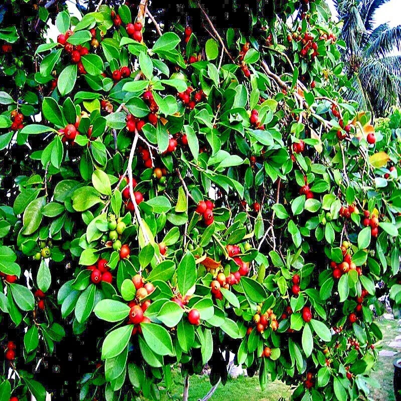 Strawberry Guava Tree Seeds, Edible Fruit Plant, Psidium cattleianum, Organic Gardening Seeds for Home Garden