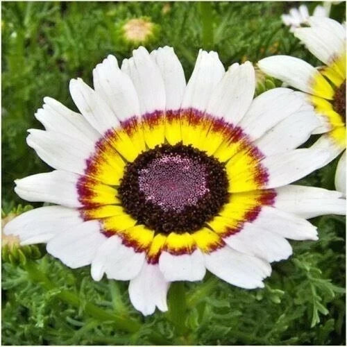 Chrysanthemum Tri-Color Painted Daisy Seeds | Annual Flower Seeds for Garden & Containers | Vibrant Pollinator Attracting Blooms