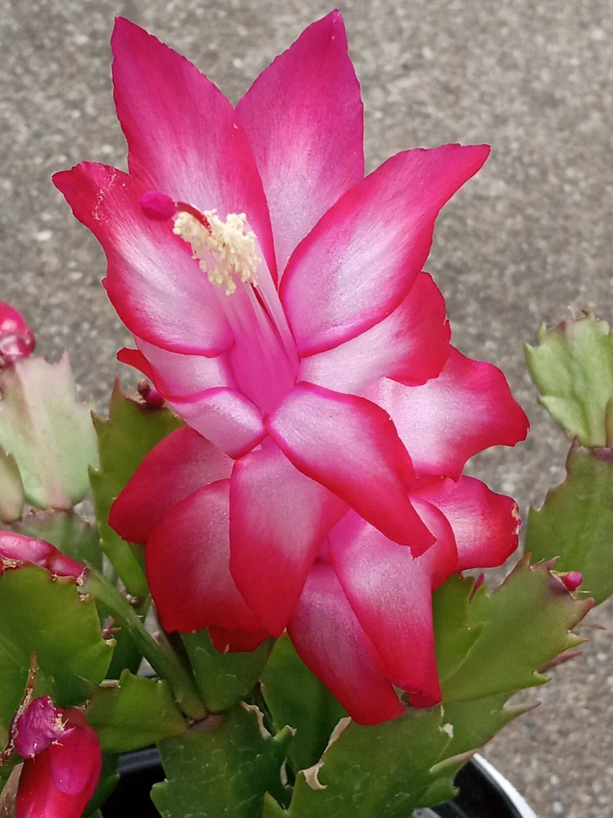Thanksgiving Cactus Plant Cuttings - 5 Red Leaves - Schlumbergera Zygocactus - Easy Care Indoor Holiday Decor