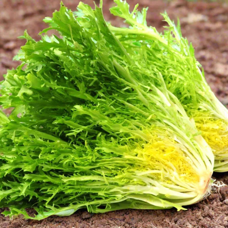 Frisee Endive Seeds - Curly Leaf Yellow Green Chicory for Salad and Cooking - Cichorium endivia - 100 Seeds