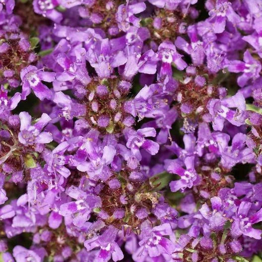 Creeping Thyme Seeds - Purple Groundcover Perennial - Fragrant Thymus serpyllum - Non-GMO, Drought-Tolerant, 1000 Seeds