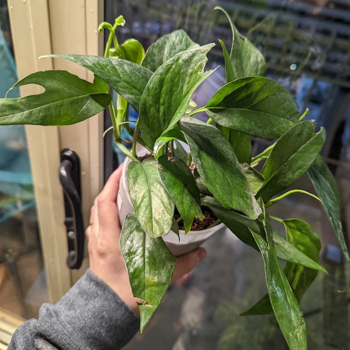 Pothos Baltic Blue Plug – Live Well-Rooted Epipremnum Starter Plant, Rare Aroid, Indoor Houseplant, Blue-Green Foliage