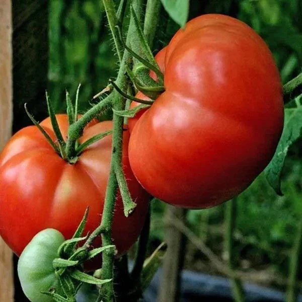 Big Boy Tomato Seeds | Organic Hybrid Non-GMO Solanum lycopersicum | Large Juicy Tomatoes for Salads & Sandwiches