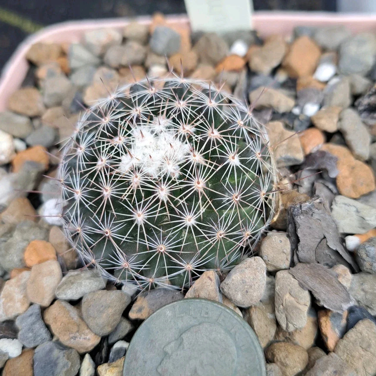 Mammillaria Gaumeri Bare Root Cactus – Unique Desert Plant for Home & Garden, Easy Care Succulent