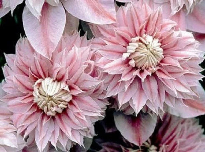 Clematis Seeds - 25 Double Light Pink Climbing Flower Seeds - Perennial Vine for Trellises & Fences - Clematis spp.