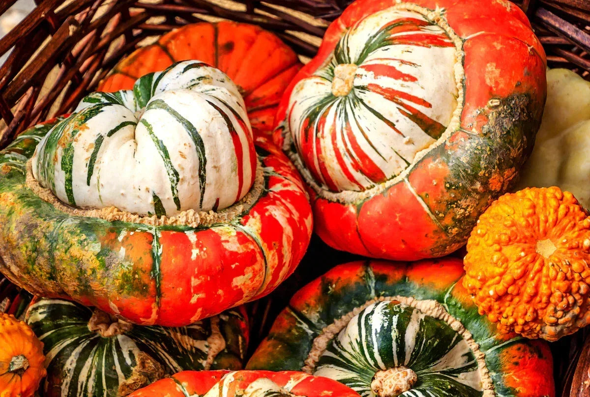 Turk's Turban Gourd Seeds - Non-GMO Ornamental Cucurbita maxima for Fall Decorations & Garden Crafting