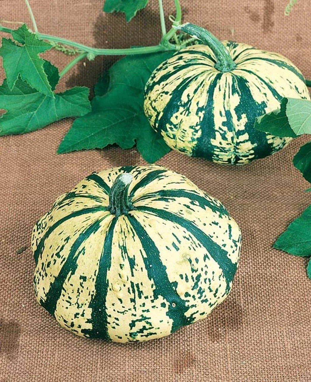 Summer Squash Seeds - Partial Eclipse Hybrid Patty Pan - Cucurbita pepo - 10 Seeds for Container & Garden Planting