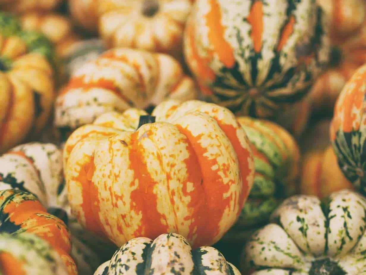 Celebration Winter Squash Seeds – Cucurbita maxima – Vining, Orange-Skinned, Non-GMO, for Fall Harvest & Cooking