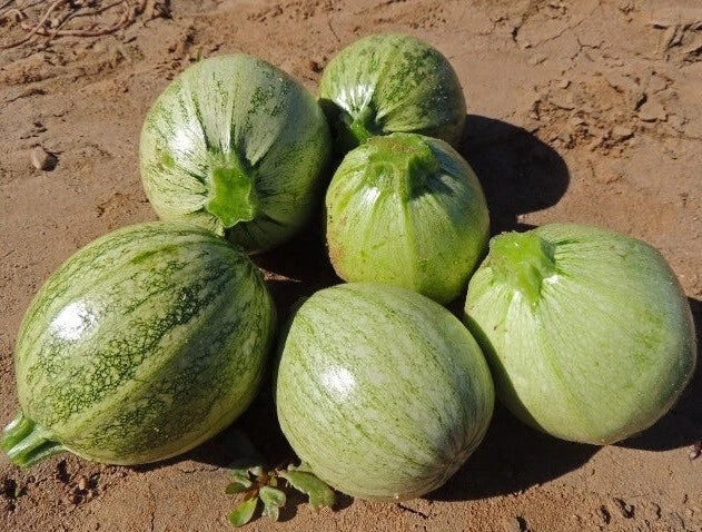 Zucchini Seeds - 200 Pack - Round Heirloom Summer Squash - Cucurbita pepo - Bush-Type, Non-GMO, Perfect for Containers