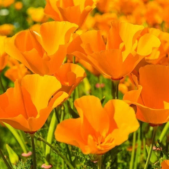 Giant Orange California Poppy Seeds | Eschscholzia californica | Bright Orange Flower Seeds for Gardens & Pollinators