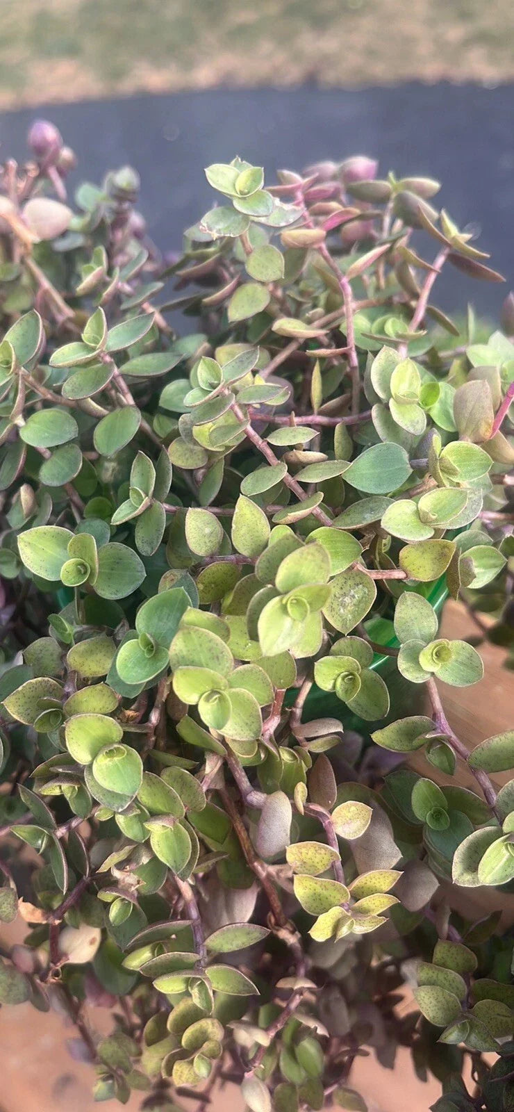 Tradescantia pallida Variegated Purple Heart Houseplant - Trailing, Easy Care, Pet-Friendly, Indoor/Outdoor, Well-Rooted Potted Plant