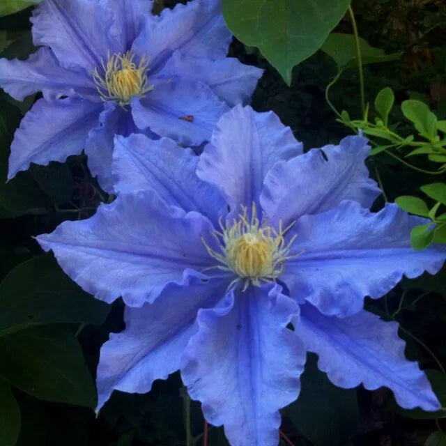 Blue Clematis Seeds - 25 Pack Climbing Perennial Flower Clematis viticella for Garden, Trellis, Fence, Arbors