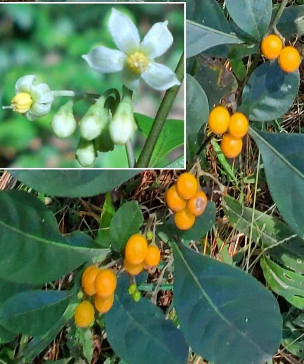 Twoleaf Nightshade Seeds - Organic Rare Solanum diphyllum Seed Pack with 100+ Seeds for Garden Enthusiasts