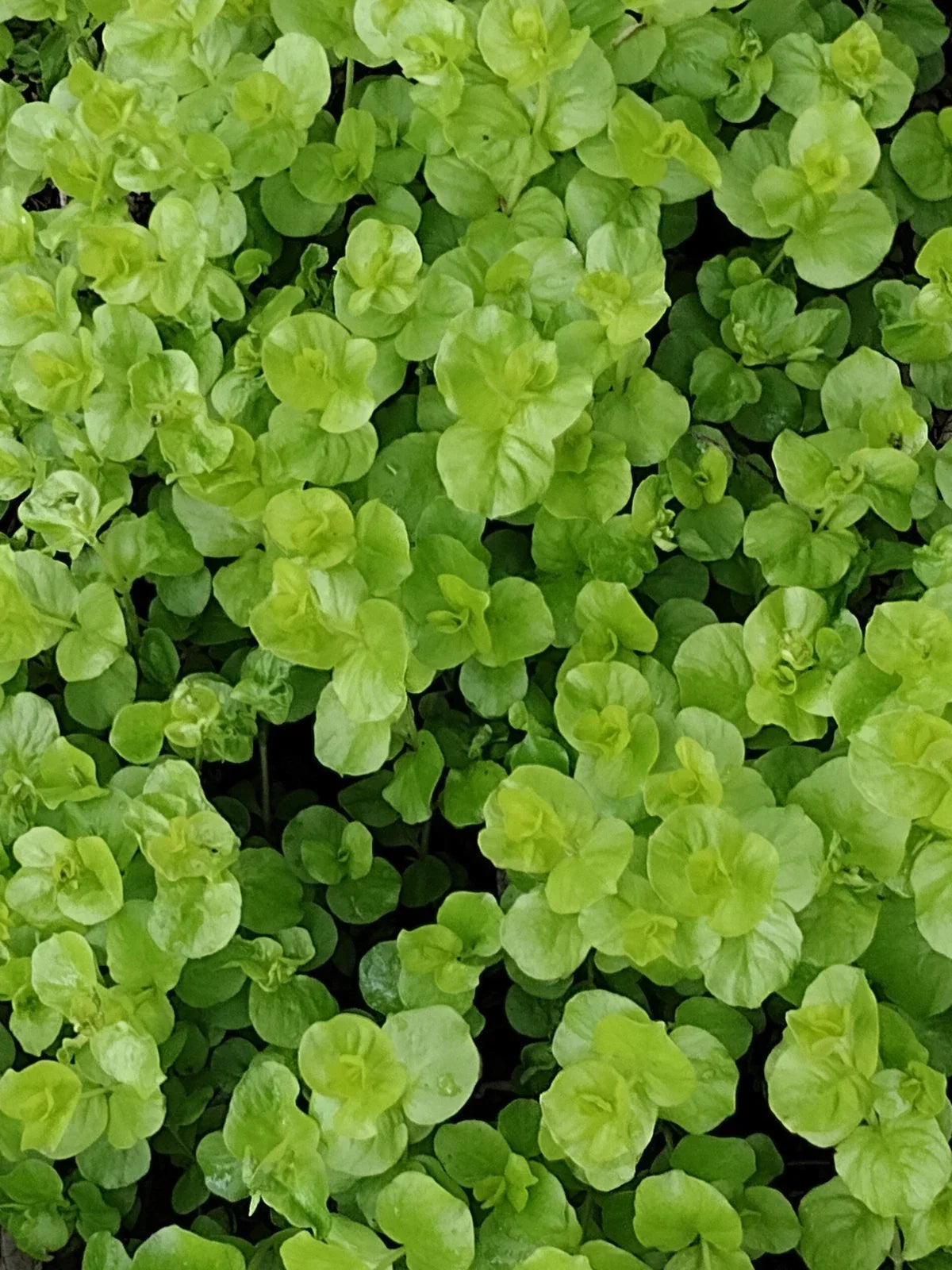 12 Lysimachia "Goldi" Moneywort Plants, Golden Creeping Jenny, Ground Cover, Perennial, Live Plants