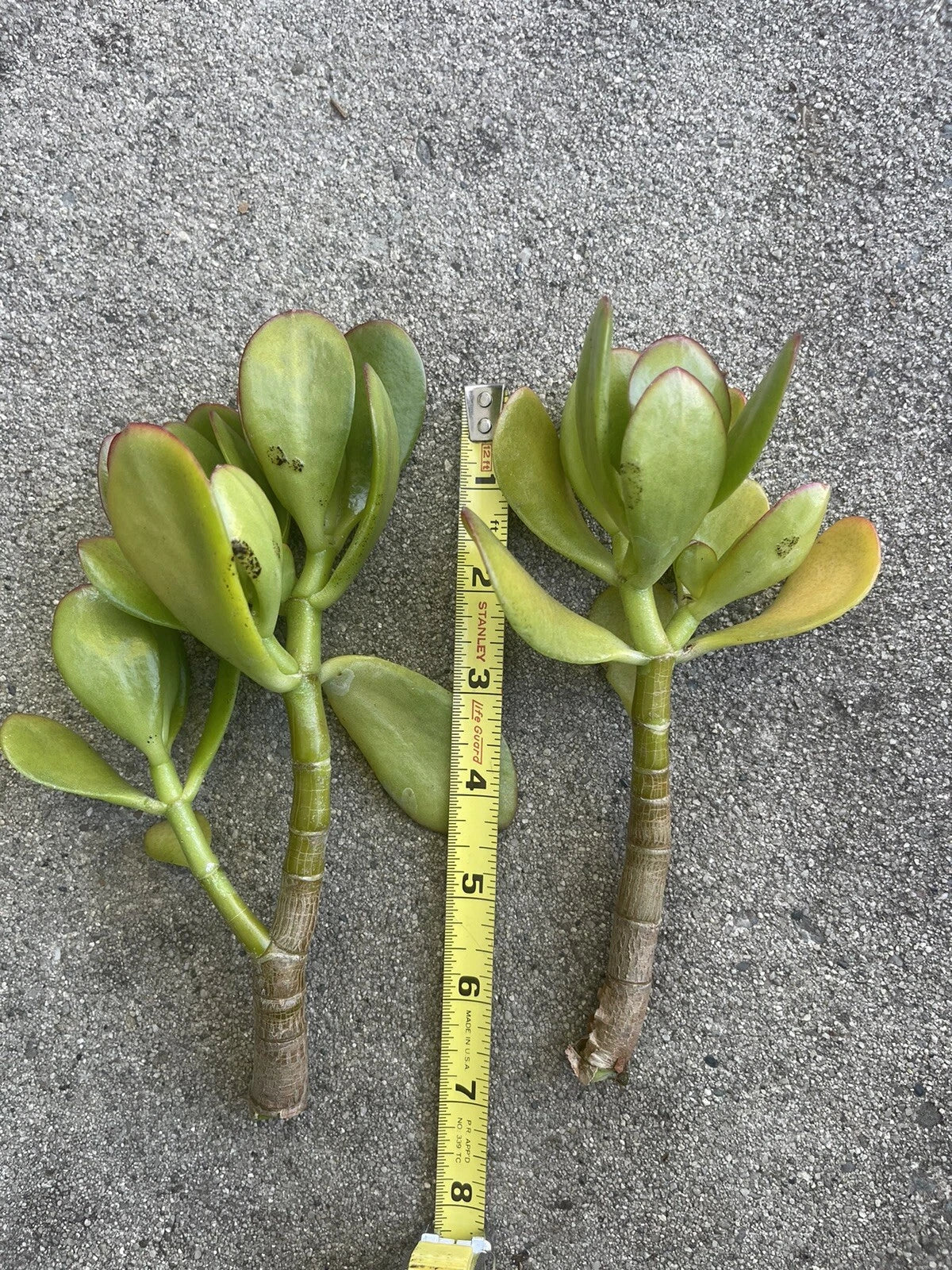 Succulent Plant Thick Cutting Jade Plant 4"-6" Crassula ovata Indoor Houseplant Easy Care Low Light