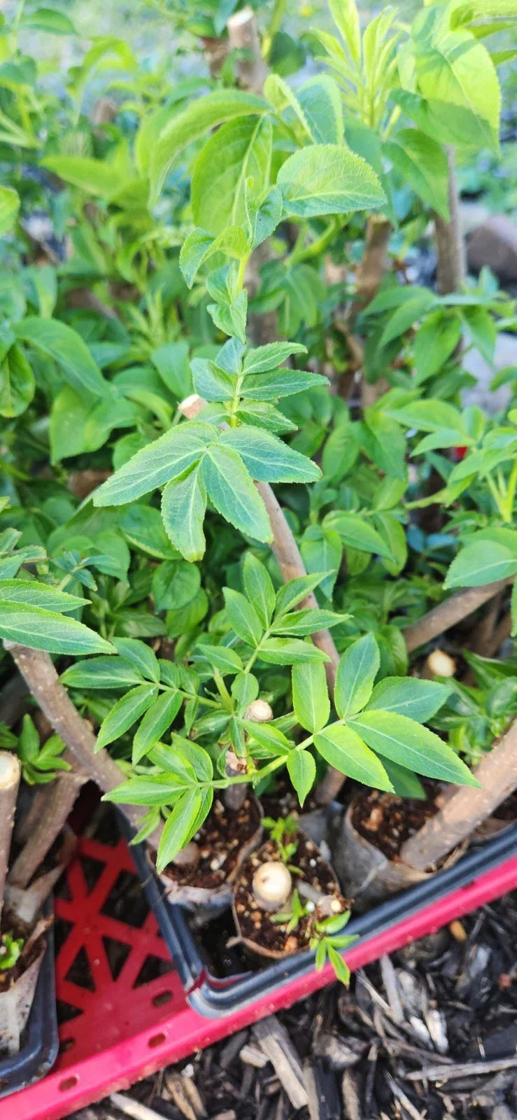 Black Elderberry Plants - 2 Live Rooted Cuttings - Sambucus nigra - Organic Bush for Garden or Landscape
