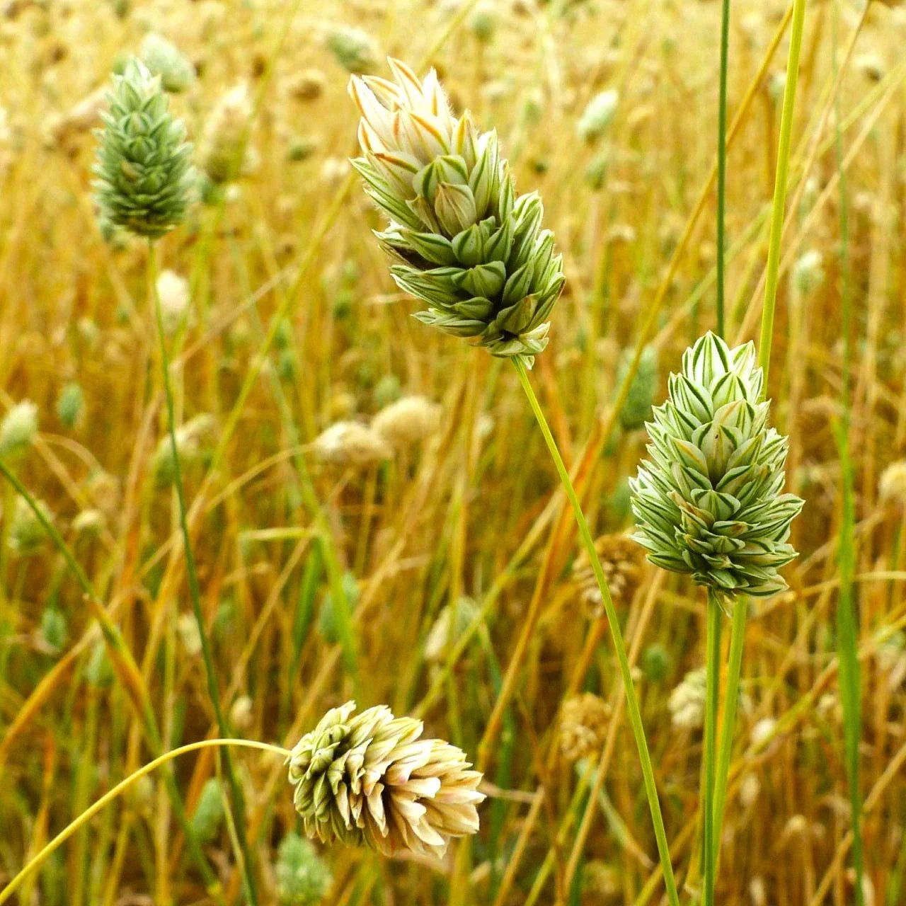 Canary Grass Seeds - Phalaris arundinacea Perennial Grass for Landscaping, Erosion Control & Wildlife Habitat