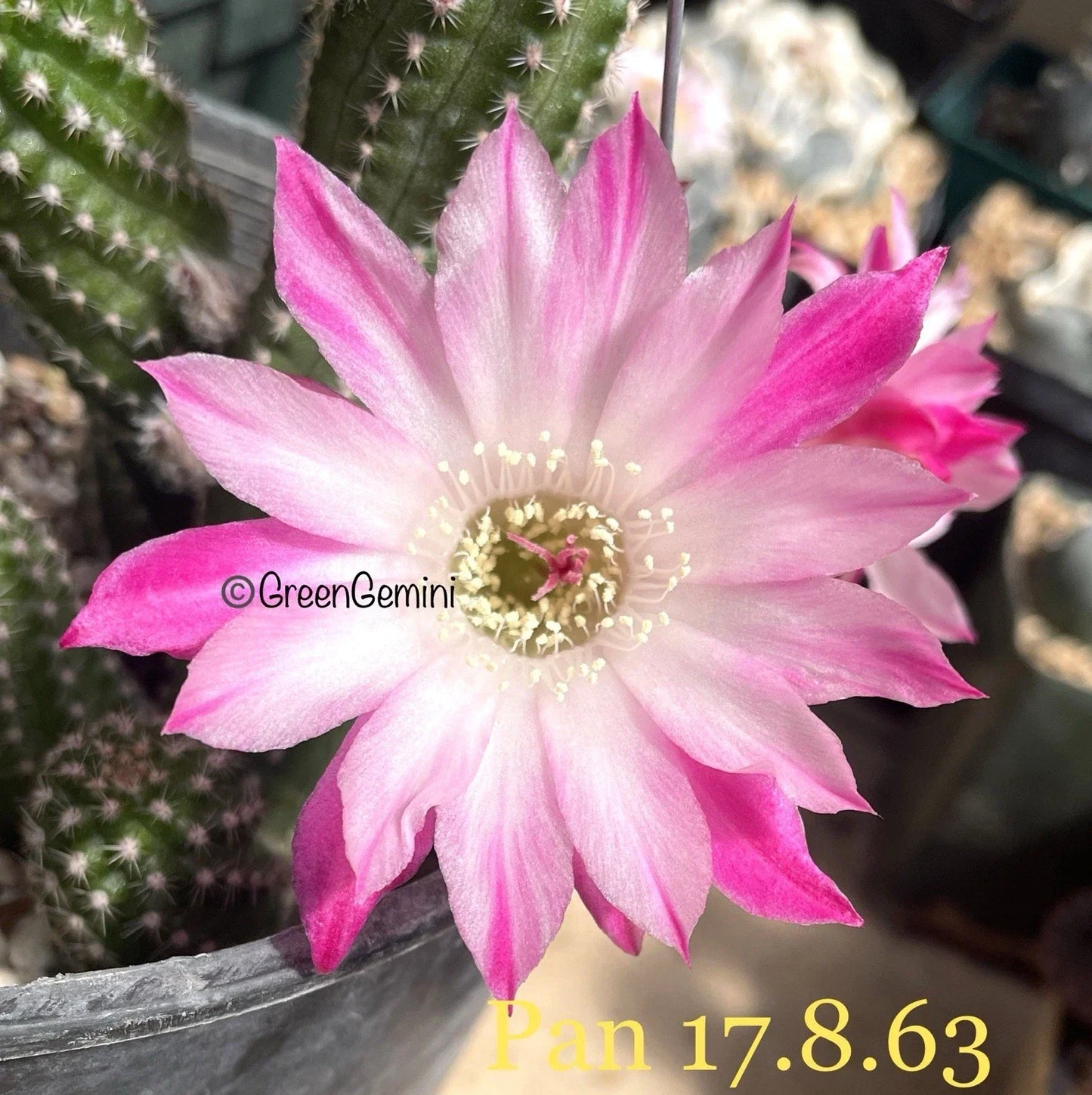 Rare Peanut Cactus Rooted Plant | Chamaecereus silvestrii Succulent | Indoor/Outdoor Drought-Tolerant Cactus
