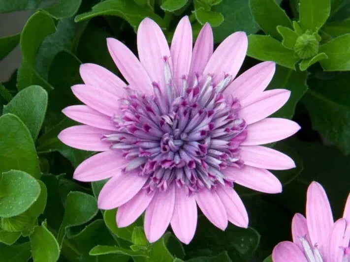 Cape Daisy Seeds - 50+ Purple & Pink Osteospermum Garden Planting, Vibrant Blooms, Attracts Pollinators, Easy to Grow, USA Free Shipping