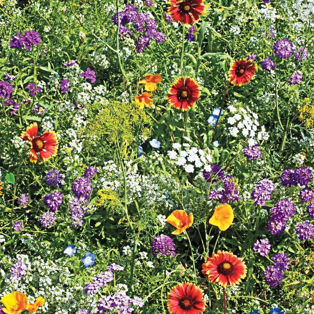 Beneficial Bug Wildflower Seed Mixture 0.25 lb. Native Pollinator Plants for Bees Butterflies Eco-Friendly Garden Seeds