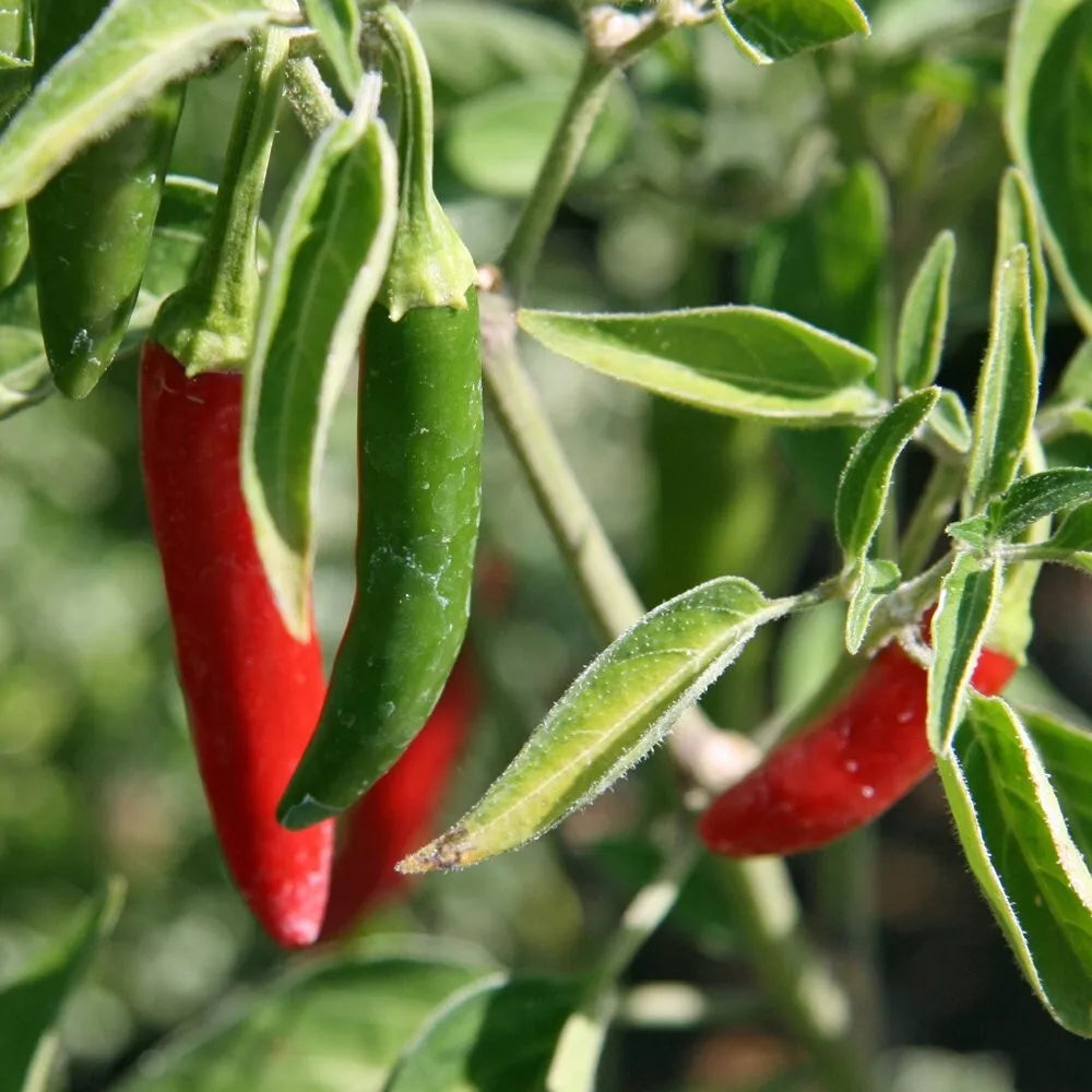 Serrano Pepper Seeds - 100+ Non-GMO Capsicum annuum for Gardening, Salsa & Cooking