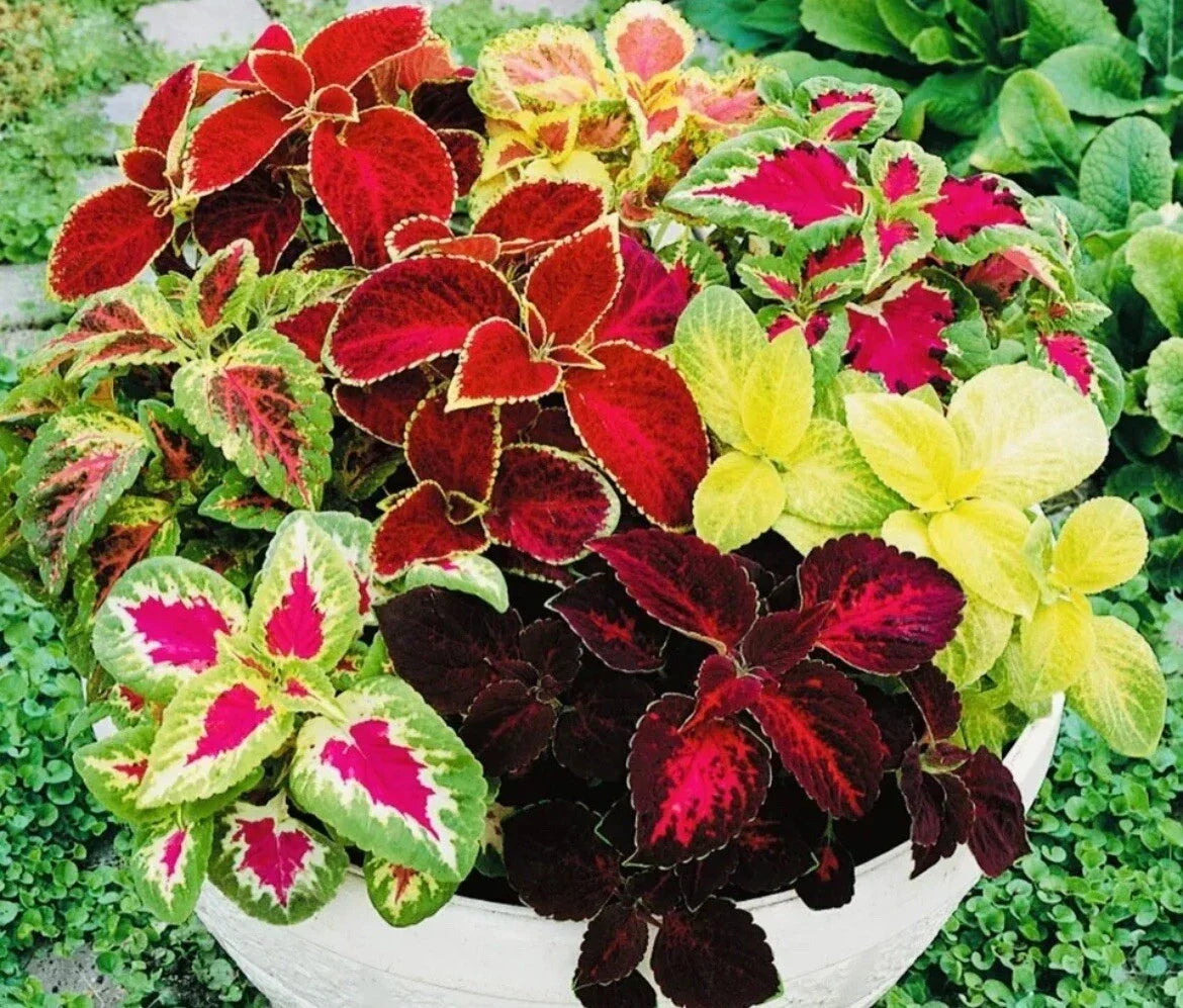 Coleus Seeds Rainbow Mix - 100+ Colorful Foliage Seeds - Plectranthus scutellarioides - Easy to Grow Annual