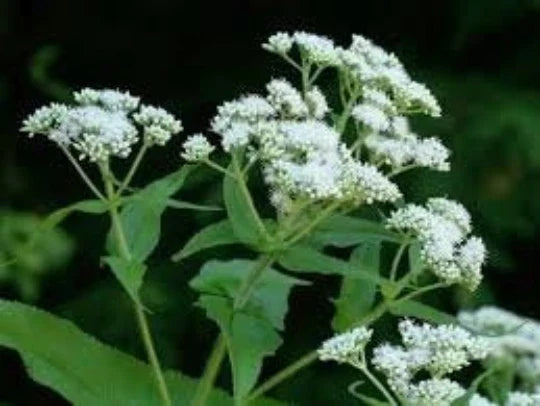 Boneset Herb Seeds 100 Pack, Perennial Medicinal Plant, Butterfly-Friendly Garden, Eupatorium perfoliatum