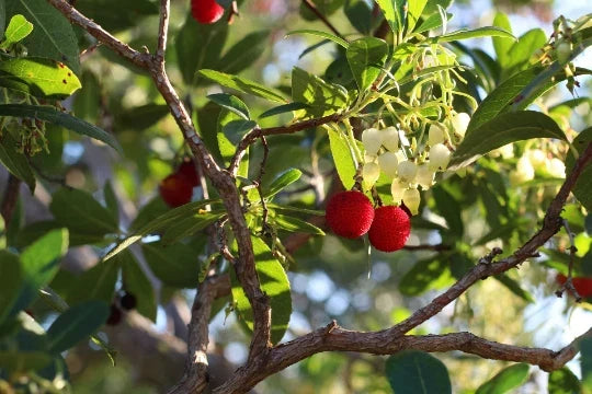 Strawberry Tree Seeds - 20+ Evergreen Arbutus unedo Seeds for Garden, Landscape & Edible Berries - Free US Shipping