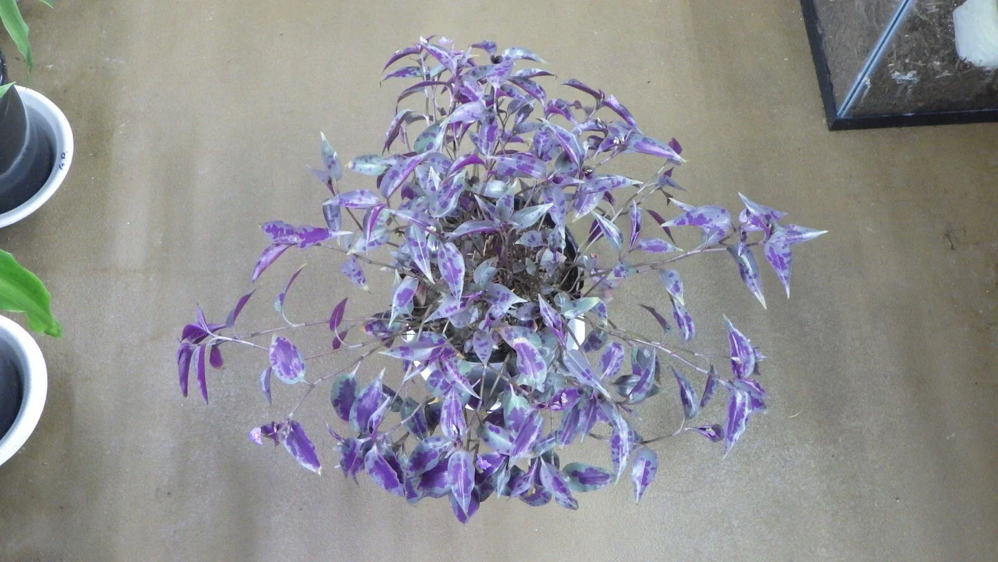 Tinantia Pringlei Cuttings - Mexican Speckled Wandering Jew House Plant Propagation - Vibrant Foliage