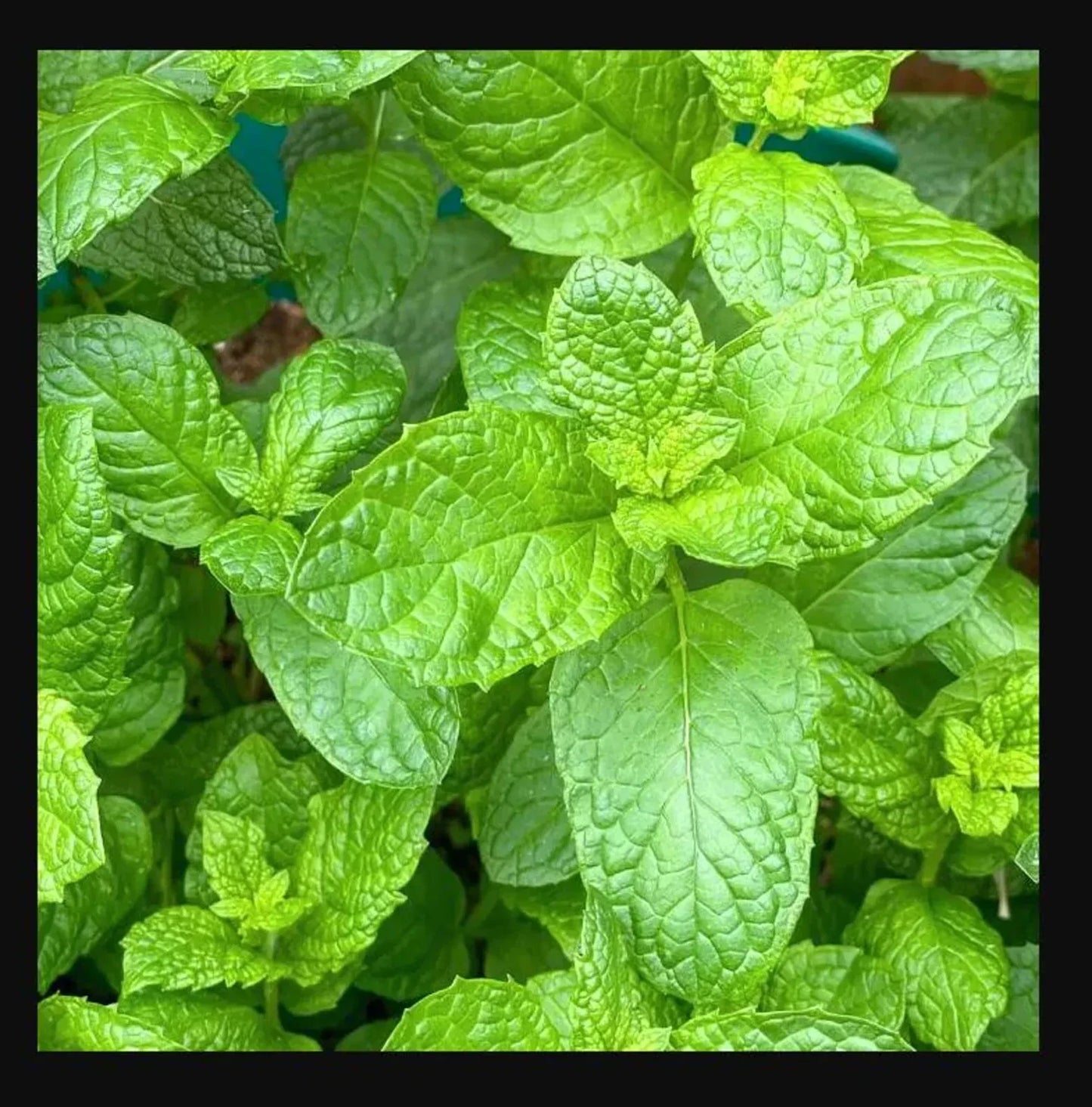 Sweet Mint Live Plant – Mentha spicata – Fresh Aromatic Herb for Culinary & Mojitos