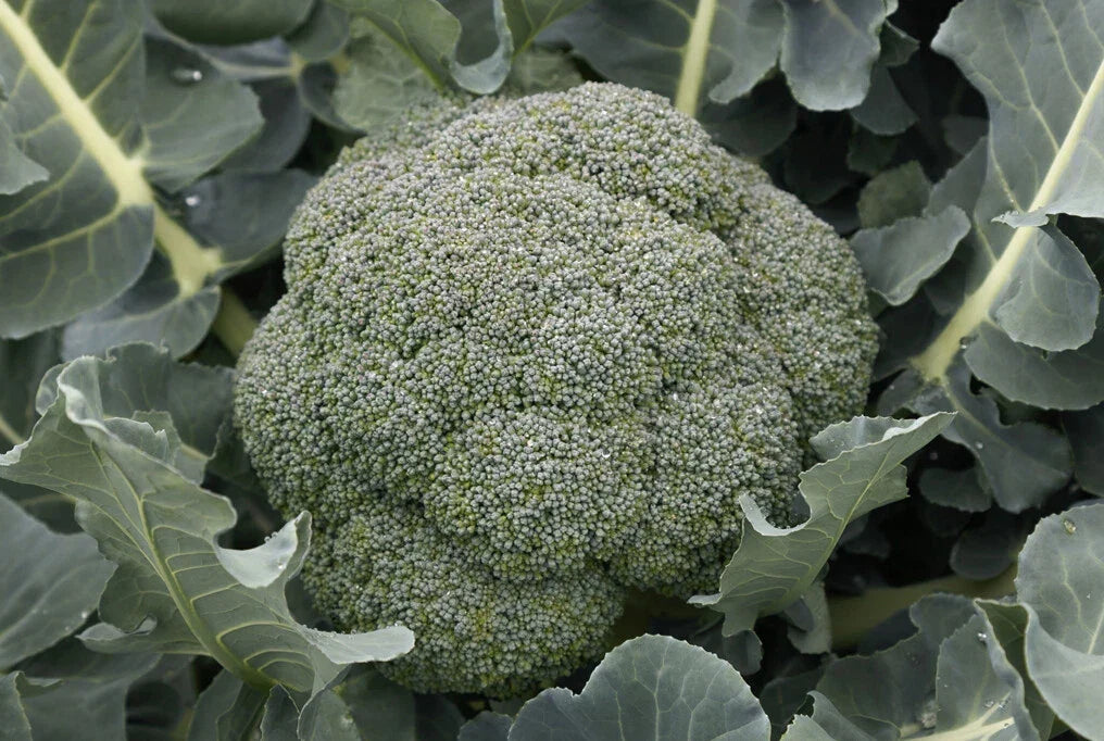 Godzilla Broccoli Seeds - Non-GMO Vegetable Seeds for Home Gardening - Brassica oleracea - Large Tender Heads