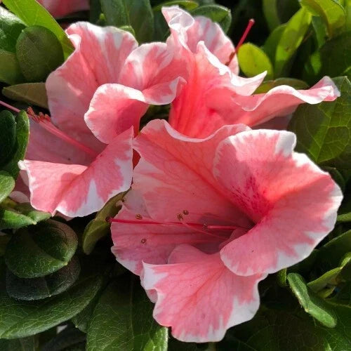 Encore Autumn Sunburst Azalea Starter Plant - Deciduous Rhododendron x 'Autumn Sunburst' with Vibrant Orange and Yellow Blooms