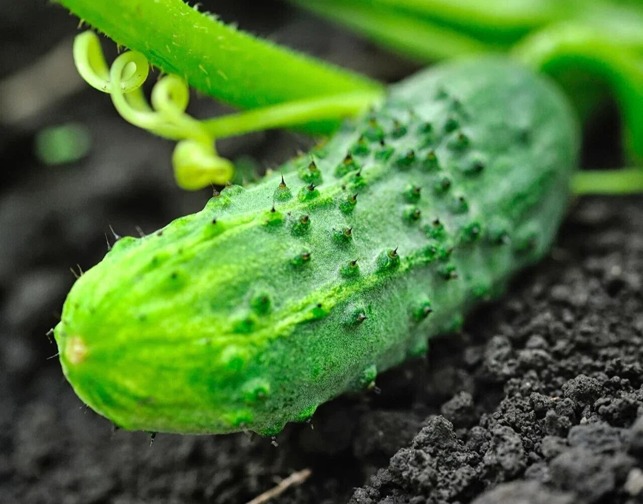 Premium National Pickling Cucumber Seeds - 20 Fresh Cucumis sativus for Home Gardening, Pickling & Salad