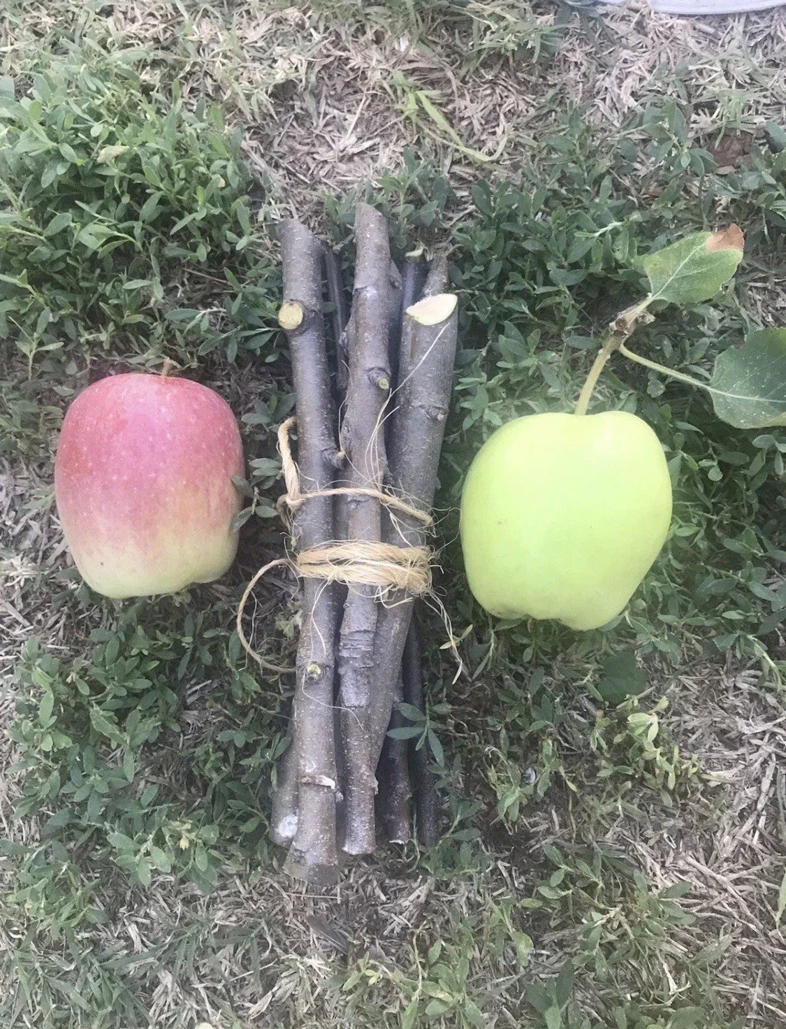 Organic Apple Tree Cuttings - 3 Fresh Malus domestica Propagation Set for Gardening and Fruit Production